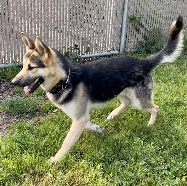 Odin